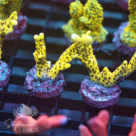 Slimeball Anacropora