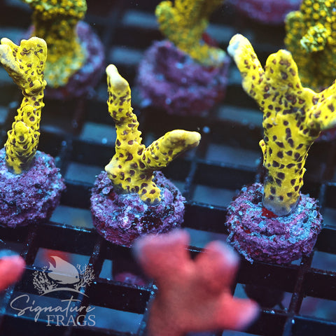 Slimeball Anacropora