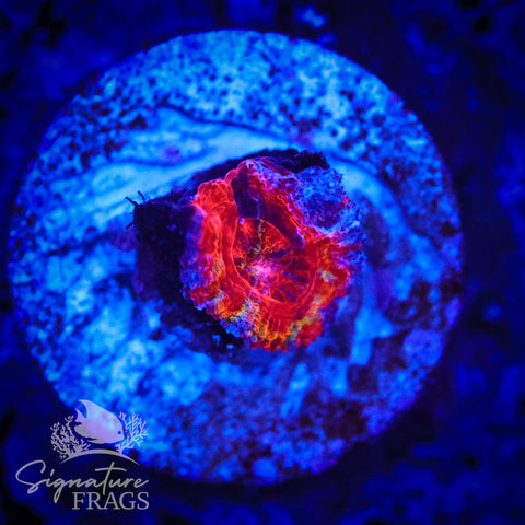 Graffiti Rainbow Micromussa Lord (Acan Lord)