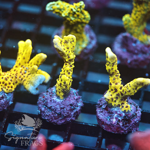 Slimeball Anacropora