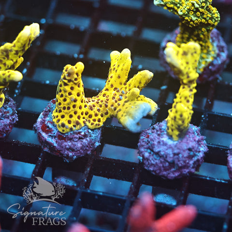 Slimeball Anacropora