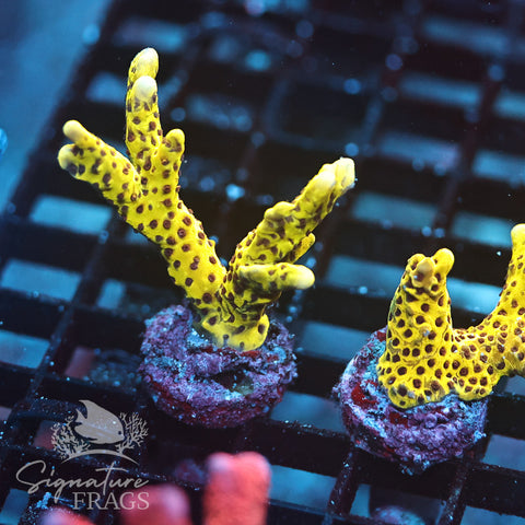 Slimeball Anacropora