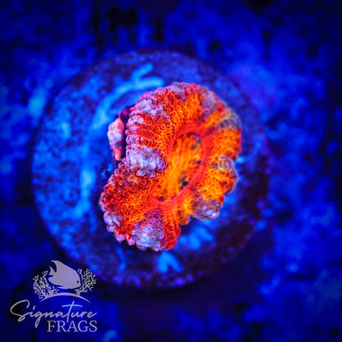 Peach Rim Rainbow Micromussa Lord (Acan Lord)