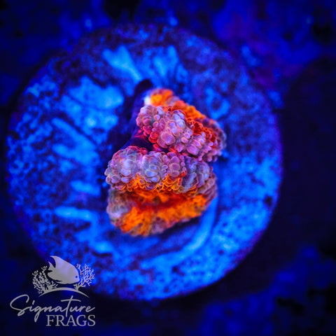 Peach Rim Rainbow Micromussa Lord (Acan Lord)