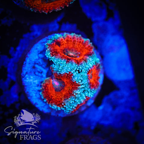 Blue Rim Rainbow Micromussa Lord (Acan Lord)