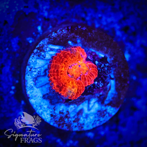 Tiger Eye Rainbow Micromussa Lord (Acan Lord)