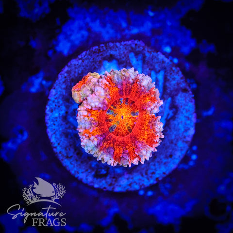 Peach Rim Rainbow Micromussa Lord (Acan Lord)