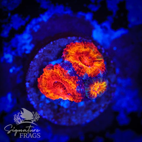 Tiger Eye Rainbow Micromussa Lord (Acan Lord)