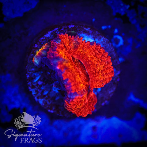 Tiger Eye Rainbow Micromussa Lord (Acan Lord)