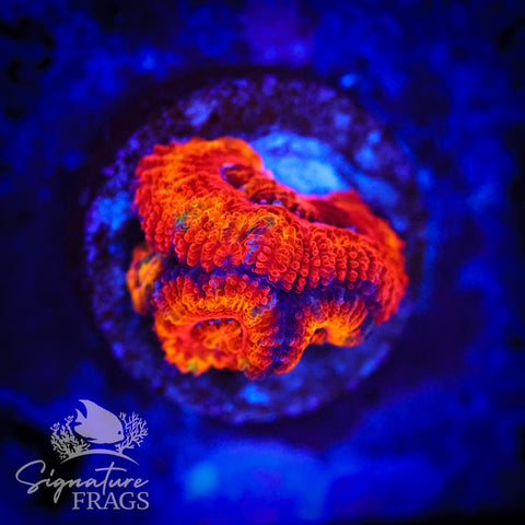 Tiger Eye Rainbow Micromussa Lord (Acan Lord)