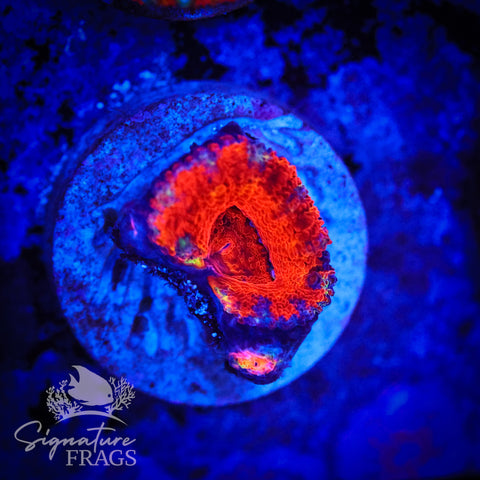 Tiger Eye Rainbow Micromussa Lord (Acan Lord)