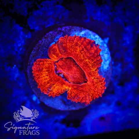 Tiger Eye Rainbow Micromussa Lord (Acan Lord)