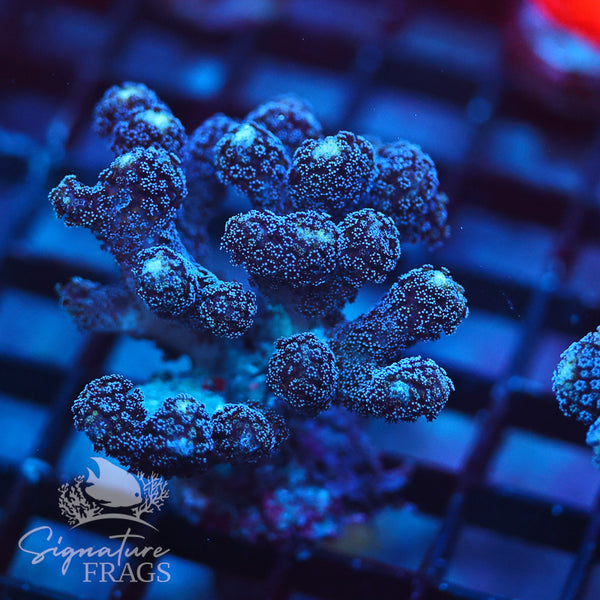 Paradise Pocillopora (Mini Colony)