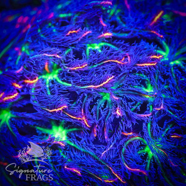 Fireworks Clove Polyps