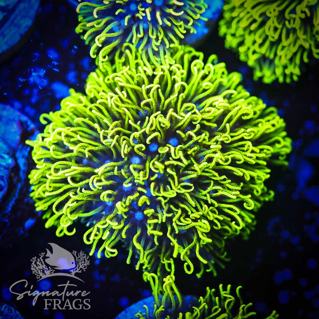 Green Star Polyps (GSP)