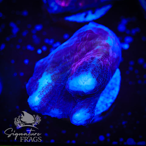 Darth Vader Pectinia