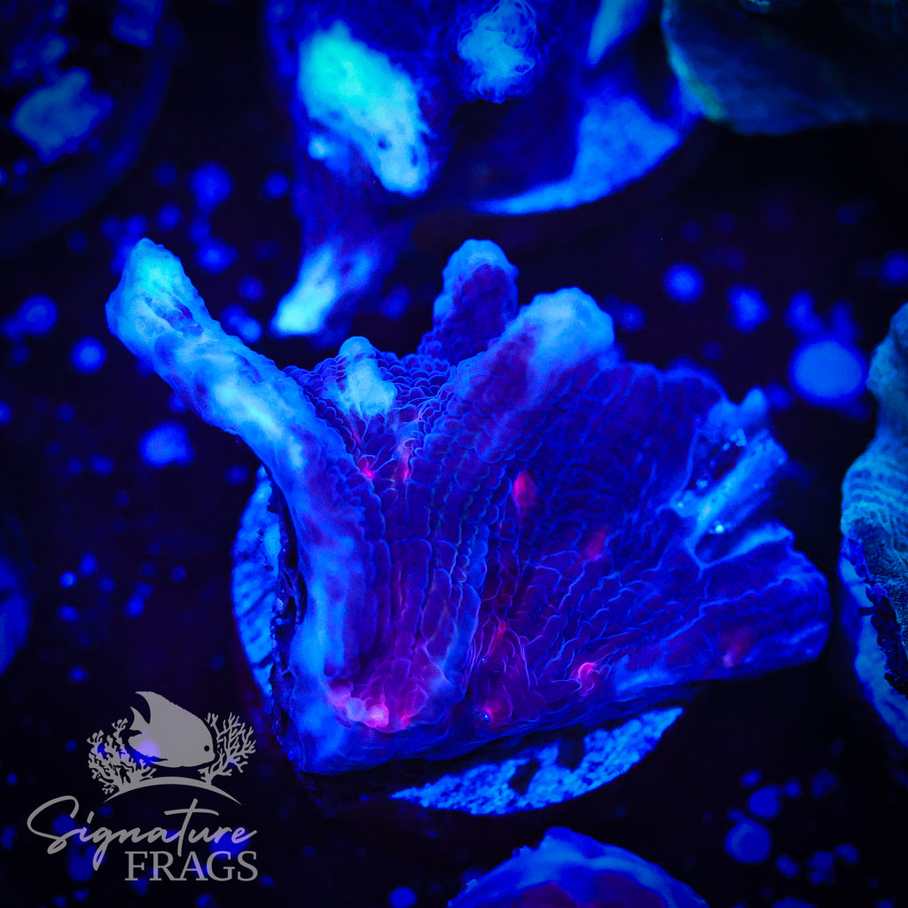 Darth Vader Pectinia