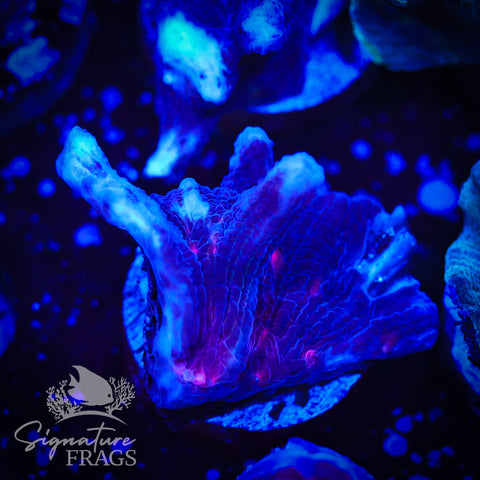 Darth Vader Pectinia