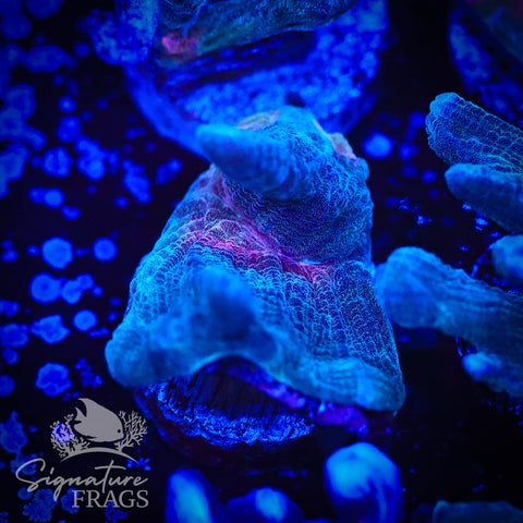 Grey Rainbow Pectinia