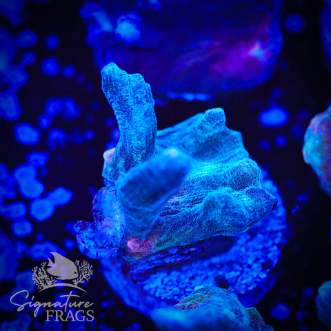 Grey Rainbow Pectinia