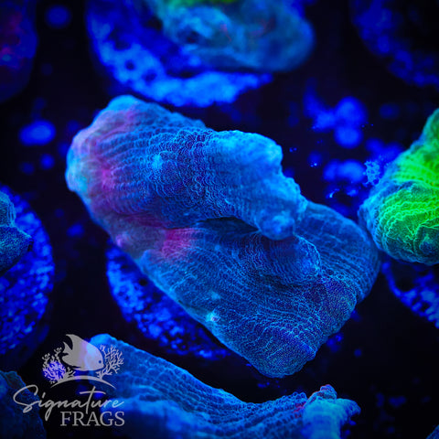 Grey Rainbow Pectinia