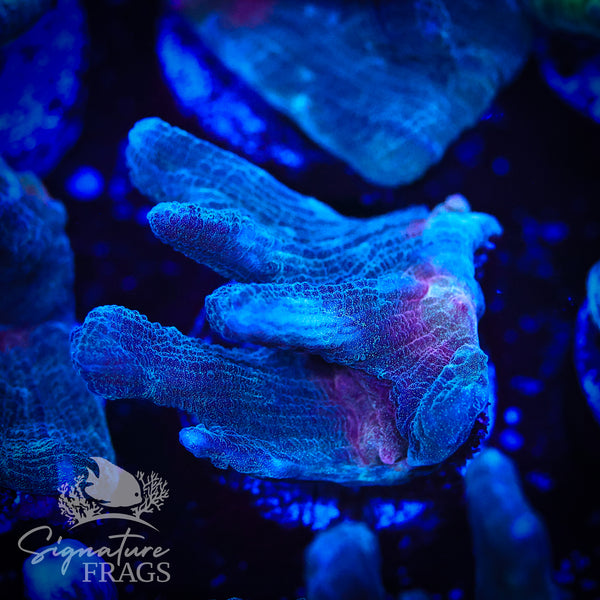 Grey Rainbow Pectinia