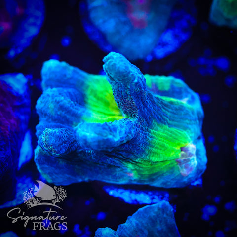 Teal Glitter Eye Pectinia