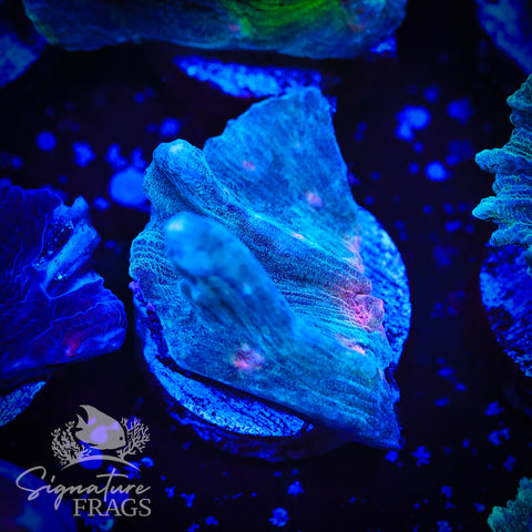 Grey Rainbow Pectinia