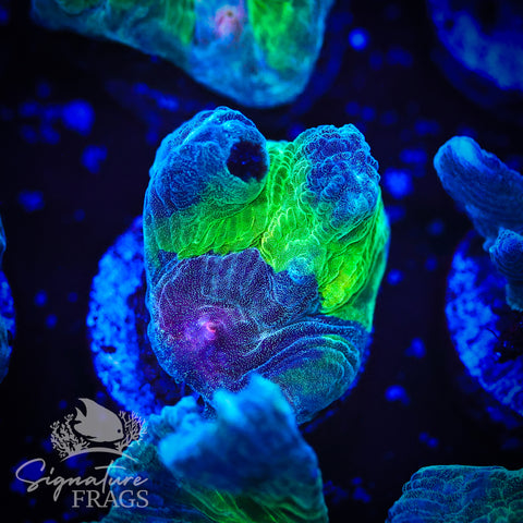 Blue Rainbow Pectinia