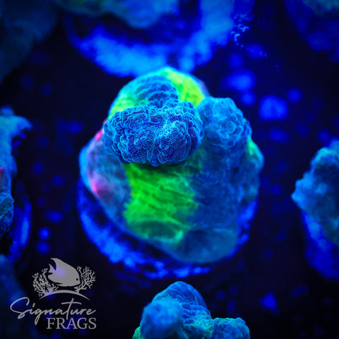 Blue Rainbow Pectinia