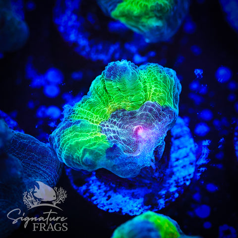 Blue Rainbow Pectinia