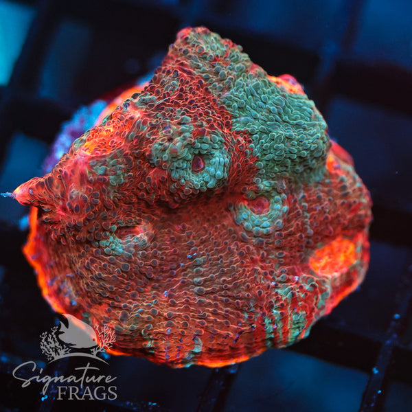 Flaming  Chalice