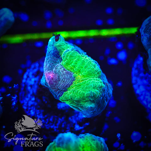 Blue Rainbow Pectinia