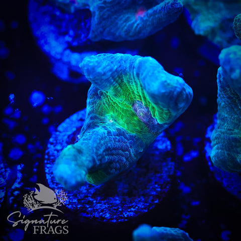 Teal Glitter Eye Pectinia