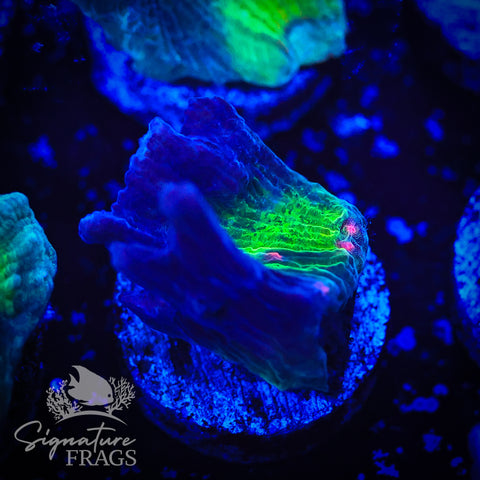 Purple Rainbow Pectinia