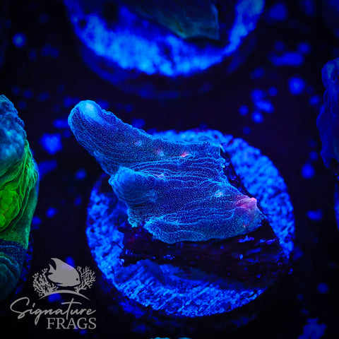 Grey Rainbow Pectinia