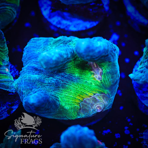 Teal Glitter Eye Pectinia