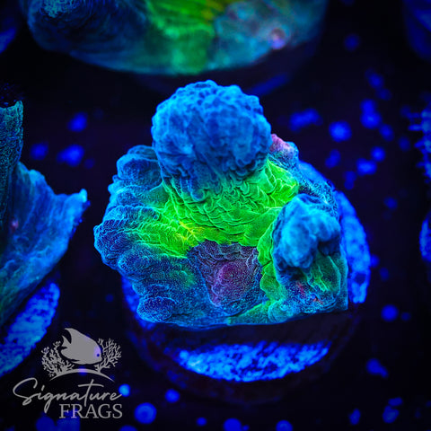 Blue Rainbow Pectinia