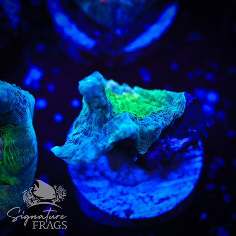 Teal Glitter Eye Pectinia