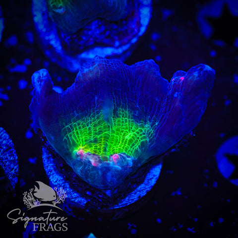 Purple Rainbow Pectinia