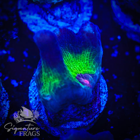 Purple Rainbow Pectinia