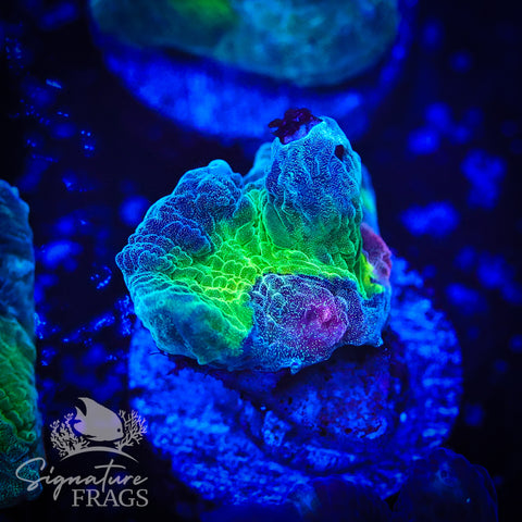 Blue Rainbow Pectinia