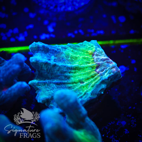 Teal Glitter Eye Pectinia