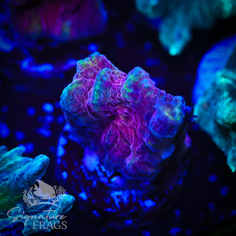 Red Space Invader Pectinia