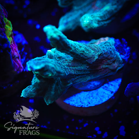 Exotic Rainbow Pectinia