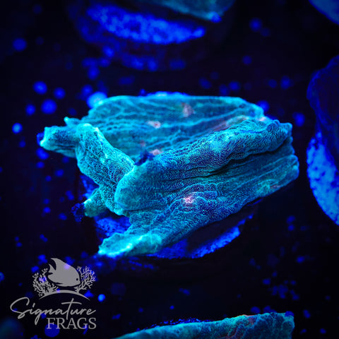 Exotic Rainbow Pectinia