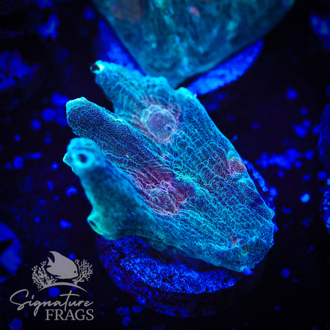 Exotic Rainbow Pectinia