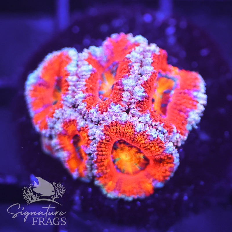 Rainbow Micromussa Lord (Acan Lord)