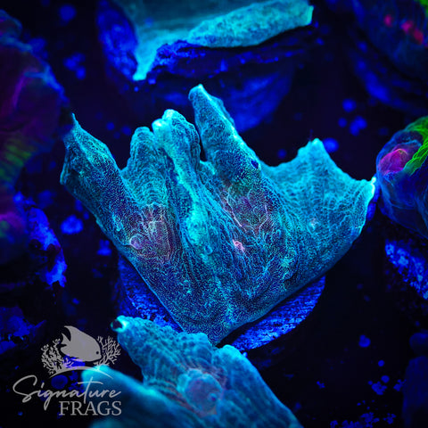 Exotic Rainbow Pectinia