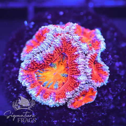 Rainbow Micromussa Lord (Acan Lord)